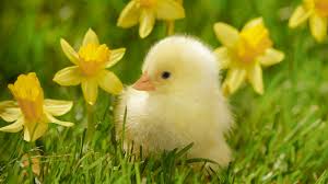 Chick picture Easter