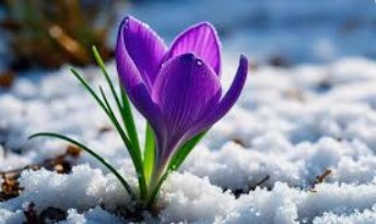 Snow flower